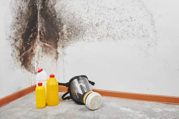 Best Black Mold Removal  in Mcqueeney, TX