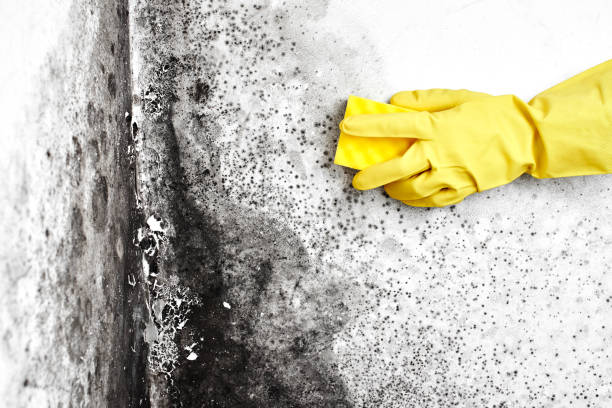 Professional Mold Removal in Mcqueeney, TX