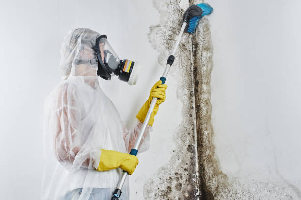 Mcqueeney, TX Mold Removal Company