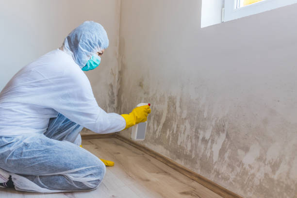 Best Mold Remediation  in Mcqueeney, TX