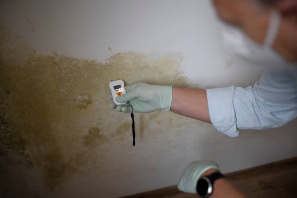 Best Home Mold Removal  in Mcqueeney, TX