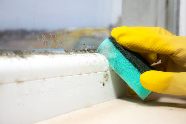 Home Mold Removal in Mcqueeney, TX