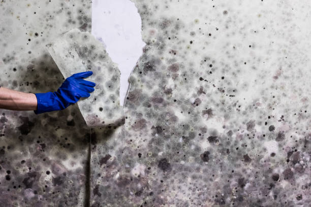Best Mold Removal Near Me  in Mcqueeney, TX