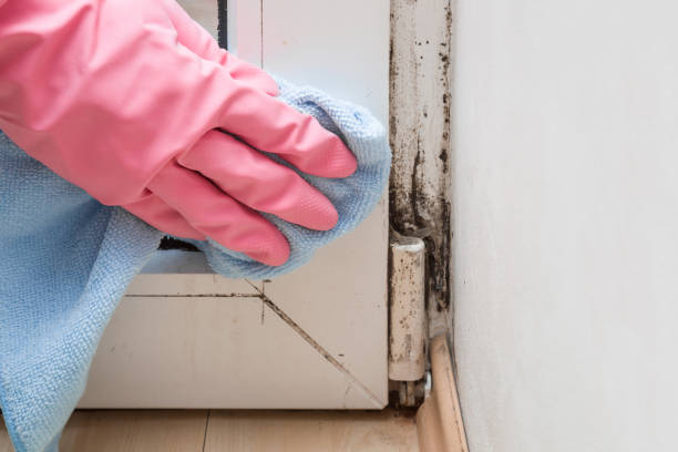 Best Mold Removal Near Me  in Mcqueeney, TX